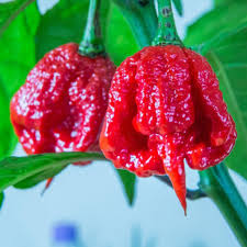Red Trinidad Scorpion Seeds for Planting Hot Pepper Variety