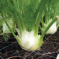 Green and White Florence Vegetable Planting Seeds