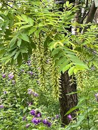 Pterocarya Stenoptera Flower seeds for Planting - Bright Blooms, Heirloom & GMO Free Seeds for Home Garden