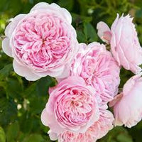 Pink White Climbing Rose Seeds for Planting Long Bloom Season Heirloom & GMO Free Seeds for Home Garden
 
 Sale