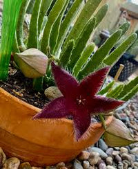 Stapelia Pulchella Succulent Flower seeds for Planting - Hardy Variety, Heirloom & GMO Free Seeds for Home Garden