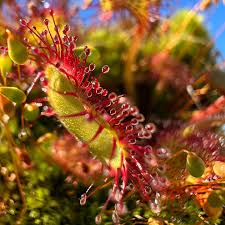 Red Drosera Flower seeds for Planting - Compact Growth, Heirloom & GMO Free Seeds for Home Garden