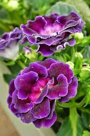 Violet Purple Gloxinia Flower Seeds for Planting Easy to Grow Heirloom & GMO Free Seeds for Home Garden
 
 Sale