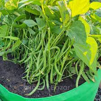 Green Pole Bean Seeds for Planting  Vegetable Garden Essentials