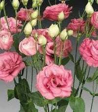 White & Red Eustoma (Lisianthus) Flower Seeds for Planting Heirloom NONGMO Garden Seeds Pollinator Friendly 
 
 Sale
