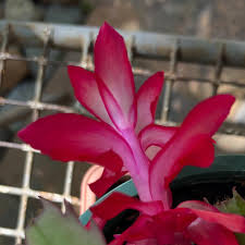 Zygocactus Truncatus Dark Pink Flower Seeds for Planting in Gardens - Easy to Grow Flowering Cactus Seeds