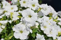 Petunia Wave White Flower Seeds for Planting  Perfect for Vibrant Gardens