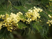 Light Green Acacia Flower Seeds for Planting Drought Tolerant Heirloom & GMO Free Seeds for Home Garden
 
 Sale