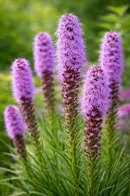 Blazing Flower seeds for Planting Colorful Display Heirloom & GMO Free Seeds for Home Garden