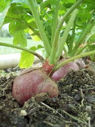 Swede Vegetable Seeds for Easy Planting