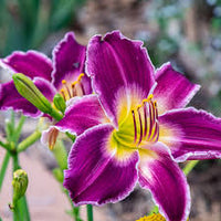 Violet Hemerocallis Flower seeds for Planting Easy to Grow Heirloom & GMO Free Seeds for Home Garden 
 
 Sale