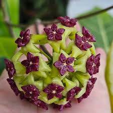 Green Purple Hoya Flower Seeds for Planting Compact Growth Heirloom & GMO Free Seeds for Home Garden
 
 Sale