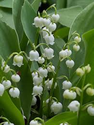 Heirloom Valley Flower seeds for Planting Drought Tolerant Heirloom & GMO Free Seeds for Home Garden
