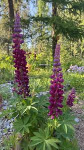 Purple Lupine Flower seeds for Planting - Shade Tolerant, Heirloom & GMO Free Seeds for Home Garden