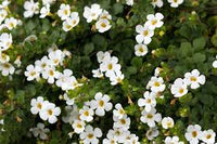 Heirloom Waterhyssop Flower seeds for Planting Colorful Display Heirloom & GMO Free Seeds for Home Garden