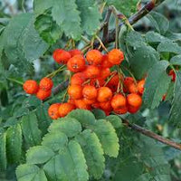 Orange Sorbus Alnifolia Seeds for Fruit Planting - Brighten Your Garden!