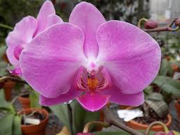 Pale Pink Phalaenopsis Orchid Flower seeds for Planting - Cut Flower Favorite, Heirloom & GMO Free Seeds for Home Garden