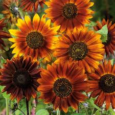 Brown Sunflower Flower seeds for Planting - Shade Tolerant, Heirloom & GMO Free Seeds for Home Garden
 
 Sale