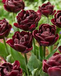 Marron Tulip Flower seeds for Planting Shade Tolerant Heirloom & GMO Free Seeds for Home Garden