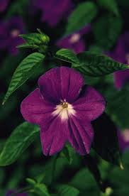 Browallia Maroon Marine Bell Seeds for Beautiful Maroon Flowers