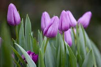 Violet Tulip Flower seeds for Planting - Wildflower Mix, Heirloom & GMO Free Seeds for Home Garden