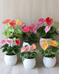 Multi-Colour Anthurium Flower seeds for Planting - Cut Flower Favorite, Heirloom & GMO Free Seeds for Home Garden