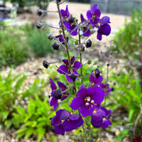 Purple Mullein Flower seeds for Planting - Pollinator Friendly, Heirloom & GMO Free Seeds for Home Garden
