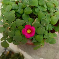 African Oxalis Flower Seeds for Exotic Gardens