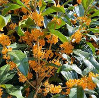 Heirloom Osmanthus Tree Flower seeds for Planting Easy to Grow Heirloom & GMO Free Seeds for Home Garden