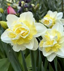 White Yellow Double Narcissus Flower Seeds for Planting Premium Quality Heirloom & GMO Free Seeds for Home Garden
 
 Sale
