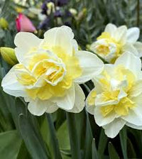 White Yellow Double Narcissus Flower Seeds for Planting Premium Quality Heirloom & GMO Free Seeds for Home Garden
 
 Sale