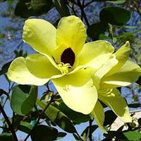 Yellow Bauhinia Flower Seeds – Cut Flower Favorite Heirloom & NonGMO Seeds for Home Garden
 
 Sale