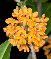 Osmanthus Orange Flower seeds for Planting - Drought Tolerant, Heirloom & GMO Free Seeds for Home Garden