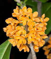 Osmanthus Orange Flower seeds for Planting - Drought Tolerant, Heirloom & GMO Free Seeds for Home Garden