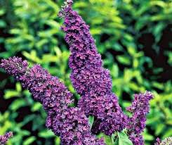 Bush Buddleia Flower seeds for Planting - Shade Tolerant, Heirloom & GMO Free Seeds for Home Garden