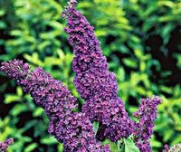 Bush Buddleia Flower seeds for Planting - Shade Tolerant, Heirloom & GMO Free Seeds for Home Garden
