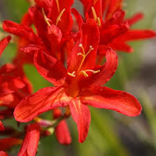 Crocosmia Lucifer Flower seeds for Planting Perfect for Borders Heirloom & GMO Free Seeds for Home Garden