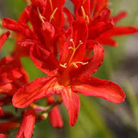 Crocosmia Lucifer Flower seeds for Planting Perfect for Borders Heirloom & GMO Free Seeds for Home Garden