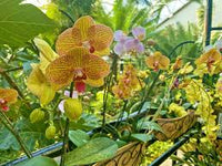 Green Brown Phalaenopsis Orchid Flower seeds for Planting Hardy Variety Heirloom & GMO Free Seeds for Home Garden