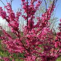 Planting Guide for Brown Redbud Tree Seeds