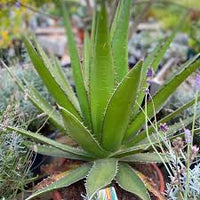 Green Agave Kerchovei Flower seeds for Planting - Colorful Display, Heirloom & GMO Free Seeds for Home Garden