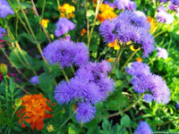 Floss Flower seeds for Planting - Low Maintenance, Heirloom & GMO Free Seeds for Home Garden
