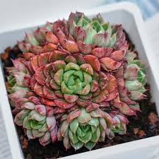 Dark Red Succulent Flower seeds for Planting Pollinator Friendly Heirloom & GMO Free Seeds for Home Garden