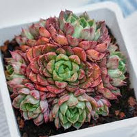 Dark Red Succulent Flower seeds for Planting Pollinator Friendly Heirloom & GMO Free Seeds for Home Garden