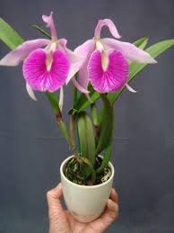 White Pink Cattleya Hybrida Flower seeds for Planting - Long Bloom Season, Heirloom & GMO Free Seeds for Home Garden