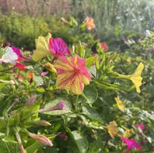 Yellow Red Mirabilis Flower Seeds Flower seeds for Planting Pollinator Friendly Heirloom & GMO Free Seeds for Home Garden