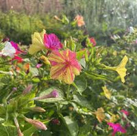 Yellow Red Mirabilis Flower Seeds Flower seeds for Planting Pollinator Friendly Heirloom & GMO Free Seeds for Home Garden