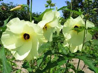 Heirloom Hibiscus Abelmoschus Flower seeds for Planting Garden Favorite Heirloom & GMO Free Seeds for Home Garden