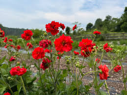 Geum Flower Planting Seeds  Vibrant Perennial Blooms for Your Garden