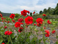 Geum Flower Planting Seeds  Vibrant Perennial Blooms for Your Garden